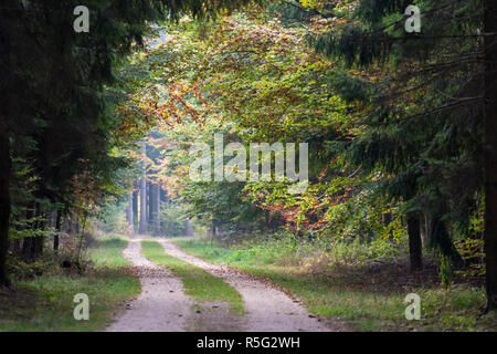 Mit Bäumen gesäumten Waldweg im Herbst Stockfoto