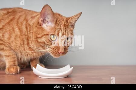 Ginger cat Warten auf das Essen. Close up Headshot mit kopieren. Stockfoto