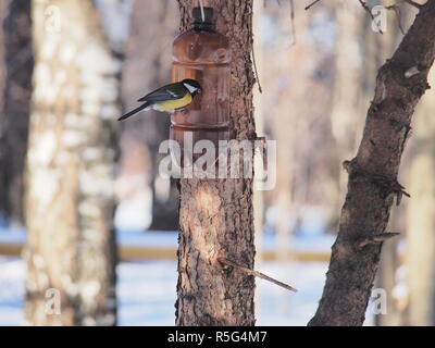 Meise samen Essen aus dem Feeder. Die Zuführung ist einer Plastikflasche. Winter. Stockfoto