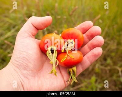 Drei abgeholt Rosa rugosa Rose Hips Haws oder Heps in Wilde hielt in der Hand Stockfoto