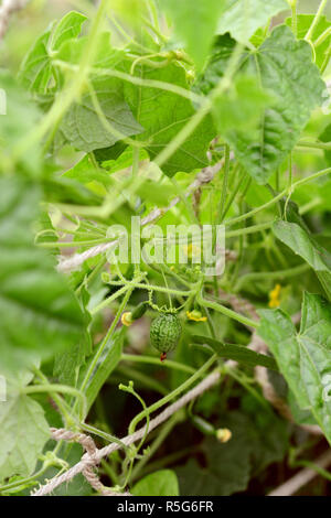 Grünen melothria scabra Weinstock mit Entwicklungsländern cucamelon Früchte Stockfoto