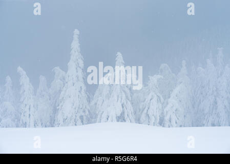 Malerische Winter. Verschneiten Tannen. Nebel in einem Bergwald Stockfoto