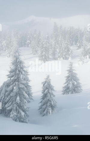 Schneesturm in den Bergen. Böse Wetter mit Nebel. Schneebedeckte Fichten Stockfoto