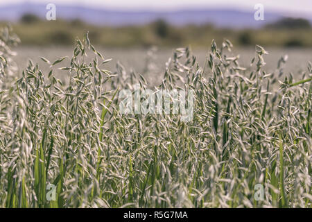 Stockfoto