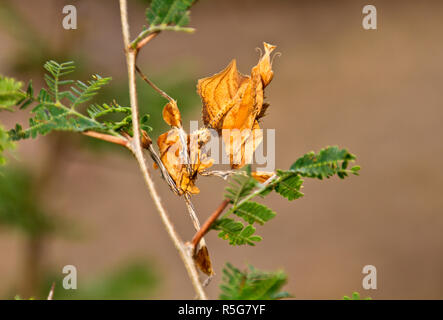 Die männlichen Toten Blatt Mantis ist kryptisch, und mehr gracile als Der robuste weiblich und hat sehr vorsichtig während der Balz zu avaoid ihre nächste Mahlzeit immer Stockfoto