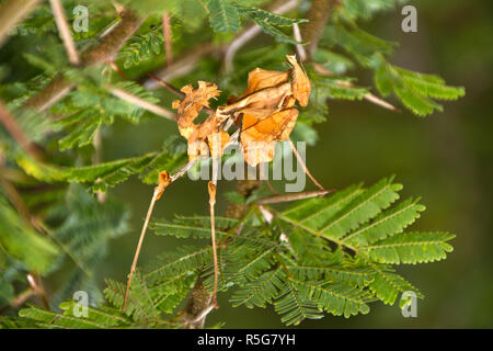 Die männlichen Toten Blatt Mantis ist kryptisch, und mehr gracile als Der robuste weiblich und hat sehr vorsichtig während der Balz zu avaoid ihre nächste Mahlzeit immer Stockfoto