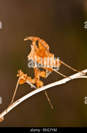 Die männlichen Toten Blatt Mantis ist kryptisch, und mehr gracile als Der robuste weiblich und hat sehr vorsichtig während der Balz zu avaoid ihre nächste Mahlzeit immer Stockfoto