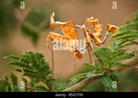 Die männlichen Toten Blatt Mantis ist kryptisch, und mehr gracile als Der robuste weiblich und hat sehr vorsichtig während der Balz zu avaoid ihre nächste Mahlzeit immer Stockfoto