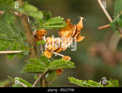 Die männlichen Toten Blatt Mantis ist kryptisch, und mehr gracile als Der robuste weiblich und hat sehr vorsichtig während der Balz zu avaoid ihre nächste Mahlzeit immer Stockfoto