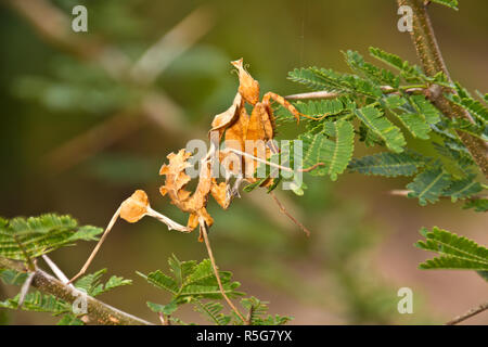 Die männlichen Toten Blatt Mantis ist kryptisch, und mehr gracile als Der robuste weiblich und hat sehr vorsichtig während der Balz zu avaoid ihre nächste Mahlzeit immer Stockfoto