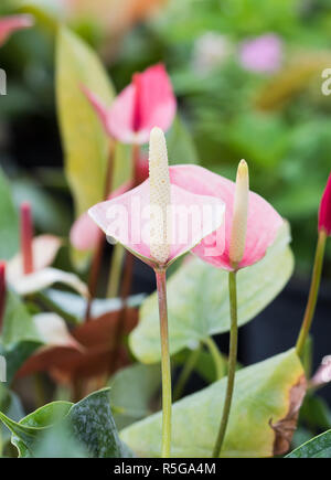 Anthurium Blumen im Garten Stockfoto