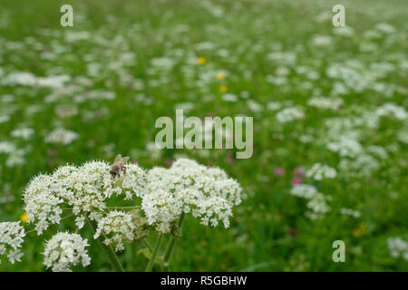 Insekt Biene auf weiße Schafgarbe blühen Stockfoto