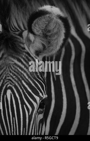 Mono Nahaufnahme des Ohres Grevy-Zebra Stockfoto