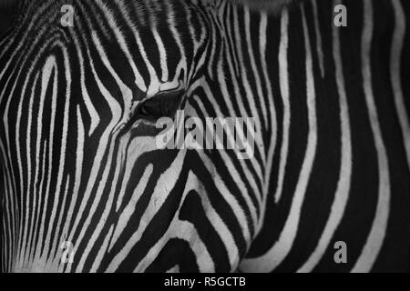 Mono Nahaufnahme des Kopfes Grevy-Zebra Stockfoto