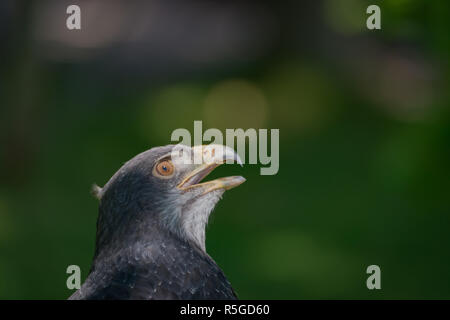 Nahaufnahme des schwarz-chested Bussard-Adler auf der Suche hoch Stockfoto