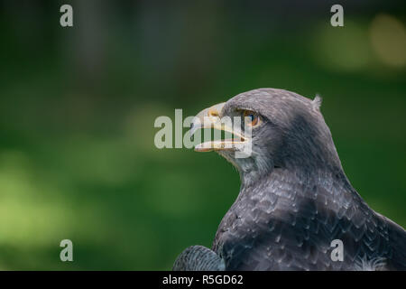 Nahaufnahme des schwarz-chested Bussard-Adler mit offenen Schnabel Stockfoto