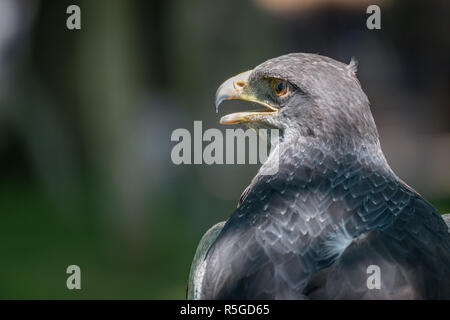 Nahaufnahme des schwarz-chested Bussard-Adler mit offenen Schnabel Stockfoto