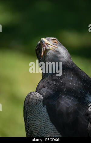 Nahaufnahme des schwarz-chested Bussard-Adler mit verdrehten Hals Stockfoto