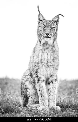 Mono Luchs Gras Blick in die Kamera Stockfoto