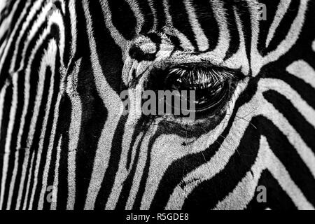 Mono Nahaufnahme des Auges des Grevy-zebra Stockfoto