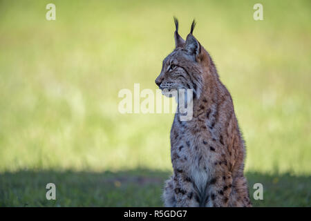 Lynx sitzt auf schattigen Gras Links suchen Stockfoto