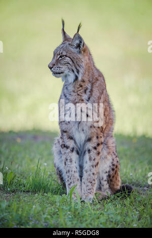 Luchs sitzt auf schattigen Wiese Blick seitwärts Stockfoto