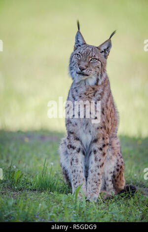 Luchs sitzt auf schattigen Rasen nachschlagen Stockfoto