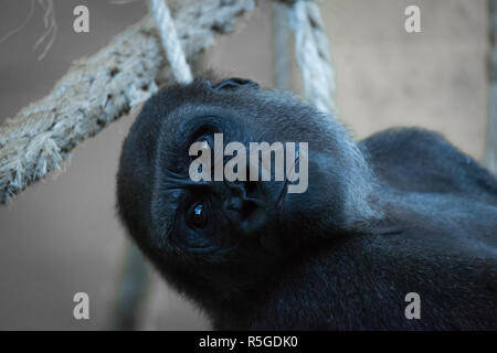 Nahaufnahme von Gorilla Kopf in Seilhängematte Stockfoto