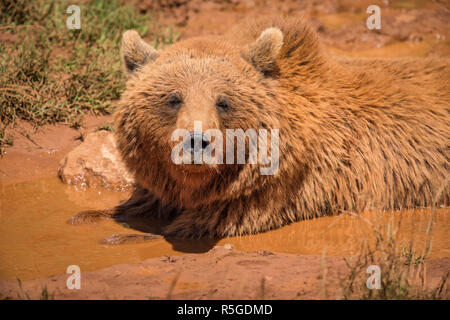 Braunbär im Schlamm in der Sonne liegen Stockfoto