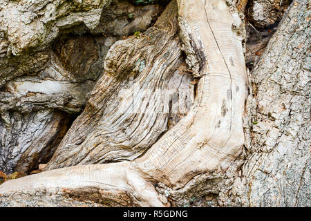 Knorrige Rinde eines alten Baumes Stockfoto