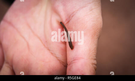 Slug Blut saugen an Hand in den Regenwald Stockfoto