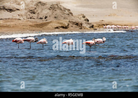 Flamingos chilenos in der nationalen Reserve von Paracas, Peru Stockfoto