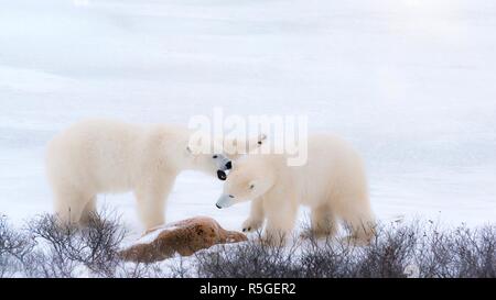 Zwei Eisbären im nördlichen Kanada erscheinen, zu kämpfen, sondern auch spielerisch zusammen Sparring in den Schnee. Churchill, Manitoba. Stockfoto