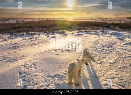 Zwei Erwachsenen Eisbären in ihrer natürlichen Arktischen schneebedeckten Tundra Lebensraum, wie der Sonnenaufgang goldenen Licht wirft auf die weite Landschaft. Churchill, Stockfoto