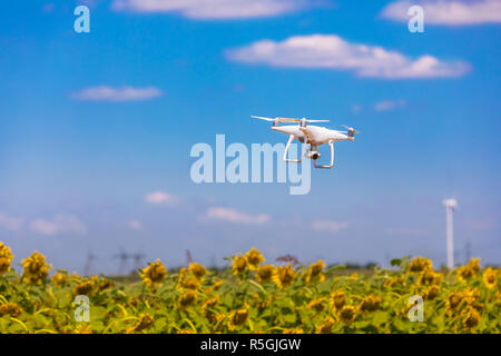 Drone schwebt über Sonnenblumenfeld Stockfoto