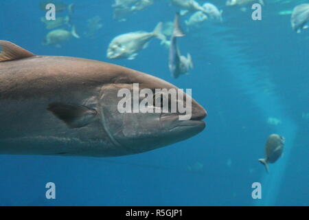 Thunfisch Thunfisch bluefin Schwimmen unter Wasser Schwimmen unter Wasser bekannt als Roter Thun, der Rote Thun (Thunnus thynnus), nördlichen Roten Thun, riesigen Rotem oder Thunfisch Stockfoto