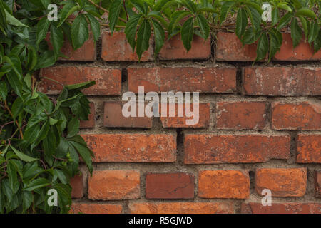 Wand als Hintergrund Stockfoto