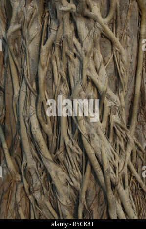 Nahaufnahme der Luftwurzeln einer Banyan Tree Stockfoto