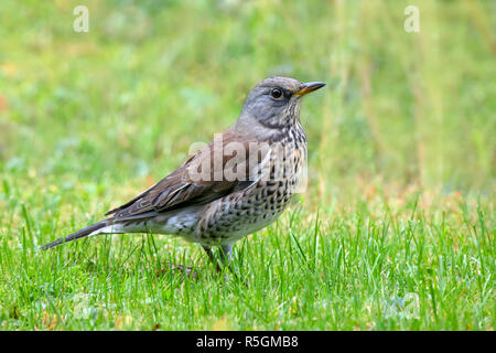 Wacholderdrossel (Turdus pilaris), auf einer Wiese, Tirol, Österreich Stockfoto