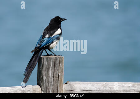 Black-Billed Magpie thront auf hölzernen Zaun Pfosten Stockfoto