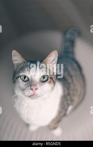 Cute tabby Katze schaut neugierig bis zu der Kamera. Bild vertikal. Stockfoto