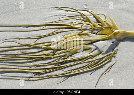 Alluvial Giant kelp (Macrocystis pyrifera) am Sandstrand, Insel Chiloé, Chile Stockfoto