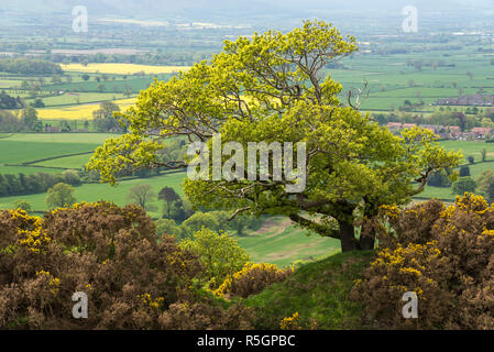 Cliff Rigg Steinbruch in der Nähe von roseberry Topping in den Hügeln von North Yorkshire, England. Stockfoto