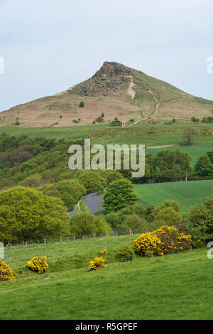 Die markanten Gipfel der Roseberry Topping an einem sonnigen Frühlingstag in der North York Moors National Park, England. Bluebells blühen. Stockfoto