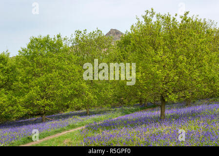 Die markanten Gipfel der Roseberry Topping an einem sonnigen Frühlingstag in der North York Moors National Park, England. Bluebells blühen. Stockfoto