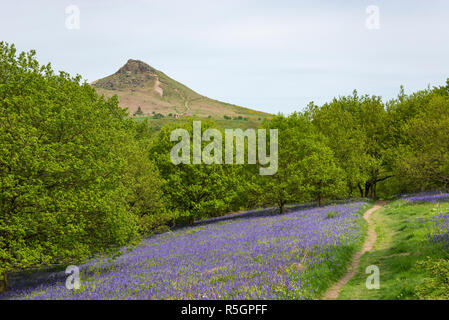 Die markanten Gipfel der Roseberry Topping an einem sonnigen Frühlingstag in der North York Moors National Park, England. Bluebells blühen. Stockfoto