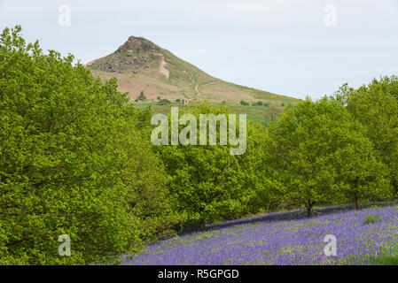 Die markanten Gipfel der Roseberry Topping an einem sonnigen Frühlingstag in der North York Moors National Park, England. Bluebells blühen. Stockfoto