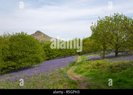 Die markanten Gipfel der Roseberry Topping an einem sonnigen Frühlingstag in der North York Moors National Park, England. Bluebells blühen. Stockfoto