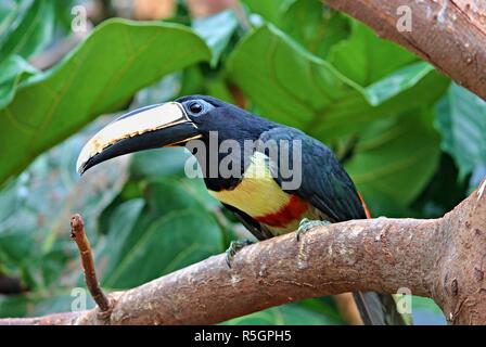 Exotische toucan sitzt auf einem Ast Stockfoto