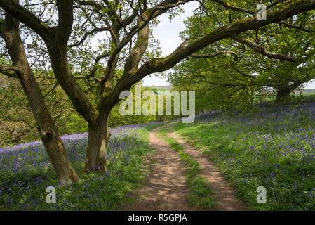 Pfad durch das bluebells an Roseberry Topping in die North York Moors National Park, England. Stockfoto